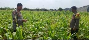 Cek Tanaman Jagung, Polsek Klari Fokus Dukung Swasembada Pangan Nasional
