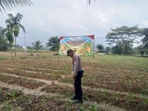 Dalam Rangka Program Ketahanan Pangan, Satlantas Polres Karawang Cek Pertumbuhan Budidaya Jagung