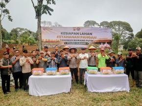KAPOLDA JABAR TINJAU LAHAN PENANAMAN BIBIT BAWANG PUTIH DI CIATER, DUKUNG PROGRAM KETAHANAN PANGAN NASIONAL