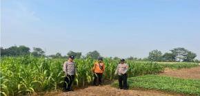 Pastikan Tanaman Jagung Hybrida Tumbuh Baik Personil Polsek Purwasari Pantau Langsung Lahan Jagung