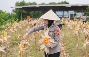 Gaungkan Program Swasembada Pangan, Satlantas Polres Karawang Lakukan Budidaya Ketahanan Pangan Jagung