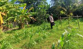 Upaya Anggota Polsek Batujaya Melaksanakan Monitoring Pasca Penanaman Jagung di Desa Kutaampel