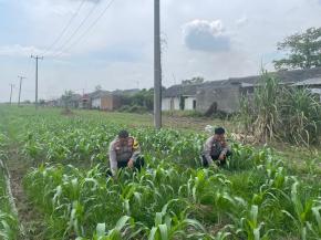 Polsek Kotabaru Sambangi Petani Jagung dan Monitoring Pertumbuhan Jagung