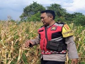 Upaya Bhabinkamtibmas Polsek Banyusari Bersama Petani Monitoring Pertumbuhan Tanaman Jagung