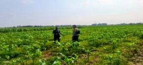 Polsek Jatisari Komitmen Dukung Penuh Program Swasembada Pangan Cek Tanaman Jagung di Desa Situdam