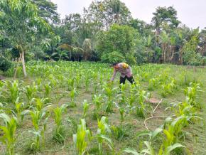Anggota Polsek Batujaya Penyiraman Air untuk Tanaman Jagung di Lahan NON LBS dalam rangka Program Ketahanan Pangan