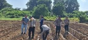 Satreskrim Polres Karawang Bersama Personil Polsek Telagasari Tanam Jagung Hibrida