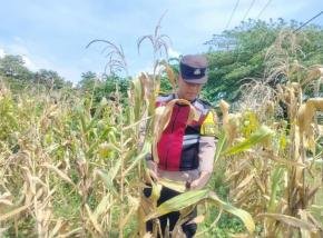 Anggota Personel Polsek Banyusari Melakukan Monitoring Pemeriksaan Kondisi Tanaman Jagung di Lahan Mapolsek Banyusari