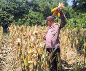 Polsek Klari Polres Karawang Polda Banten Melaksanakan Panen Jagung Hibrida