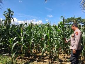 Polsek Pangkalan Dukung Program Asta Cita melalui Monitoring Langsung Pertumbuhan Lahan Jagung