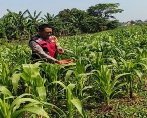 Sinergitas Polri Bersama Warga Desa Gempol Kembali Melaksanakan Penanaman Pohon Jagung