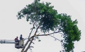 Menjaga Hijau Kota, Bandung Perketat Izin Tebang Pohon