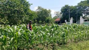 Anggota Polsek Batujaya Penyiraman Air untuk Tanaman Jagung di Lahan LBS Desa Kutaampel