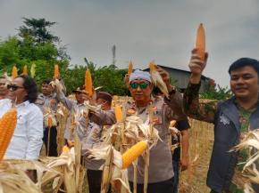 Panen Dua Ton Lebih Jagung Hibrida, Polsek Klari Buktikan Komitmen Swasembada Pangan 2025