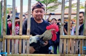 Kontes Ayam Pelung Nasional Bertajuk, MAMAJAR KASIH, Digelar di Pusat Pemerintahan Sumedang Hari Minggu Ini 21 Desember 2025