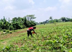 Aipda Abdul Rahman, Sinergitas Polri Bersama Warga Desa Gempol Melaksanakan Penanaman Pohon Jagung