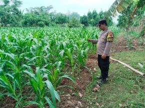 Bhabinkamtibmas Polsek Rengasdengklok, Giat Pengecekan Tanaman Jagung di Lahan Ketahanan Pangan Nasional