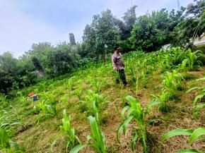 Anggota Polsek Batujaya melaksanakan Monitoring Pasca Penanaman Jagung di Wilayah Kecamatan Batujaya