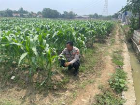 Kanit Binmas Polsek Kotabaru Pantau Pertumbuhan Tanaman Jagung Hibrida di Lahan Warga