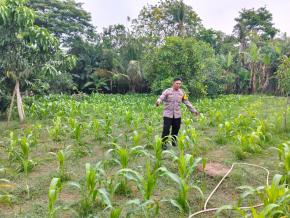 Anggota Polsek Batujaya Penyiraman Air untuk Tanaman Jagung di Lahan NON LBS dalam rangka Program Ketahanan Pangan