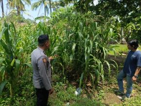 Upaya Gencar Pastikan Tanaman Jagung Hybrida Tumbuh Baik, Personil Polsek Tempuran Rawat Langsung Lahan Jagung.