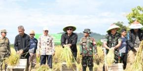 Panen Raya Banjar, Petani Tersenyum Gabah Diserap Negara