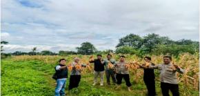 Kapolsek Polsek Banyusari Bersama Anggota Melaksanakan Kegiatan Panen Raya Tanaman Jagung