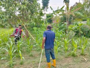 Anggota Polsek Batujaya Penyiraman Air untuk Tanaman Jagung di Lahan NON LBS dalam rangka Program Ketahanan Pangan