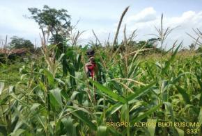 Upaya Terus Perkuat Sinergitas Polri Melaksanakan Penyiraman Pohon Jagung Desa Gempol