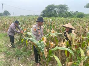 Persiapan Panen Raya Kapolsek Kotabaru Kontrol Rutin Lahan Jagung Hibrida