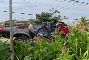 Upaya Anggota Polisi Polsek Banyusari Bersama Petani Monitoring Pertumbuhan Tanaman Jagung
