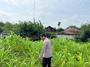 Satlantas Polres Karawang Rutin Mengecek Lahan Jagung Guna Optimalisasi Sektor Ketahanan Pangan Daerah