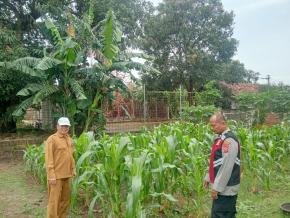 Bhabinkamtibmas Polsek Telagasari Ikut Serta dalam Perawatan Tanaman Jagung, Dukung Program Ketahanan Pangan Nasional