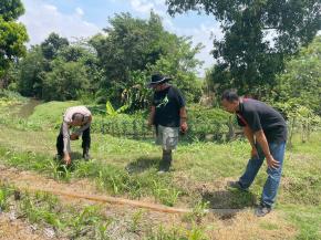 Kapolsek Kotabaru Pimpin Pelaksanaan Monitoring Pertumbuhan Jagung Hybrida
