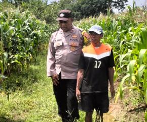 Bhabinkamtibmas Polsek Klari Kontrol Perkembangan Pertumbuhan Tanaman Jagung Hibrida