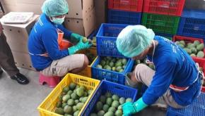 Bupati Sumedang Dorong Warga & Petani Mangga Gedong Gincu untuk Tingkatkan Nilai Tambah Pemasaran ke Pasar Modern