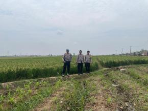 Kapolsek Kotabaru Tinjau Pertumbuhan Tanaman Jagung Bersama Poktan Desa Pangulah Selatan