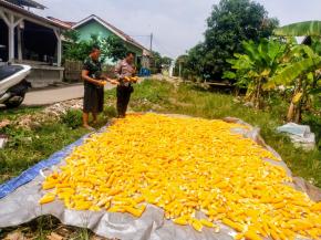 Bhabinkamtibmas Desa Wancimekar Monitoring Hasil Panen Raya Jagung Hibrida