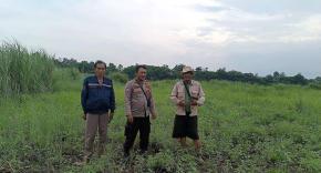 Aipda Abdul Rahman Bhabinkamtibmas Polsek Banyusari Bersama Petani Monitoring Pertumbuhan Tanaman Jagung