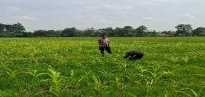 Bukti Nyata Dukung Swasembada Pangan Nasional, Personil Polsek Jatisari bersama Poktan Lakukan Pemberian Pupuk Tanaman Jagung