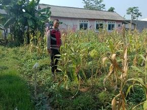 Dalam Rangka Mendukung Swasembada Pangan Nasional, Bhabinkamtibmas Polsek Telagasari Laksanakan Giat Perawatan Tanaman Jagung di Lahan Ketahanan Pangan Polsek Telagasari