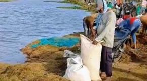 Sawah Terendam, Harapan Petani Karawang Diuji Banjir dan Rob