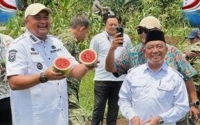 Panen Semangka Inul di Lahan Bomang, Harapan Baru bagi Ekonomi Warga