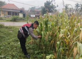 Upaya Pak Bhabinkamtibmas Polsek Banyusari Bersama Petani Monitoring Pertumbuhan Tanaman Jagung