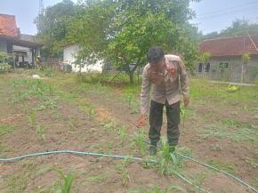 Upaya Anggota Polisi Polsek Batujaya melaksanakan Monitoring Pasca Penanaman Jagung di Desa Kutaampel