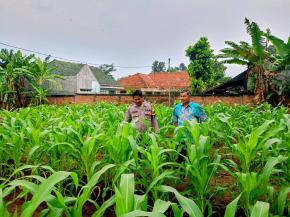 Dukung Ketahanan Pangan, Bhabinkamtibmas Polsek Telagasari Lakukan Perawatan Tanaman Jagung