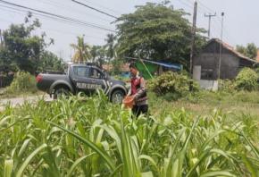 Sinergitas Polri Bersama Warga Desa Gempol Melaksanakan Penanaman Pohon Jagung