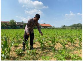 Dukung Swasembada Daerah, Polsek Pangkalan Galakan Program Ketahanan Pangan