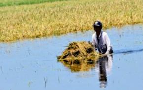 Ribuan Hektare Sawah Terendam, Petani Bekasi Terancam Kehilangan Musim Panen
