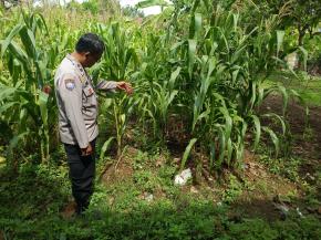 Upaya Rutin Perawatan dan Pemeliharaan Lahan yang di Tanami Jagung, Kembali Dilakukan Personil Polsek Tempuran